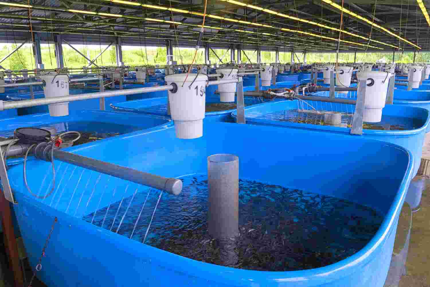artificial-fish-farming