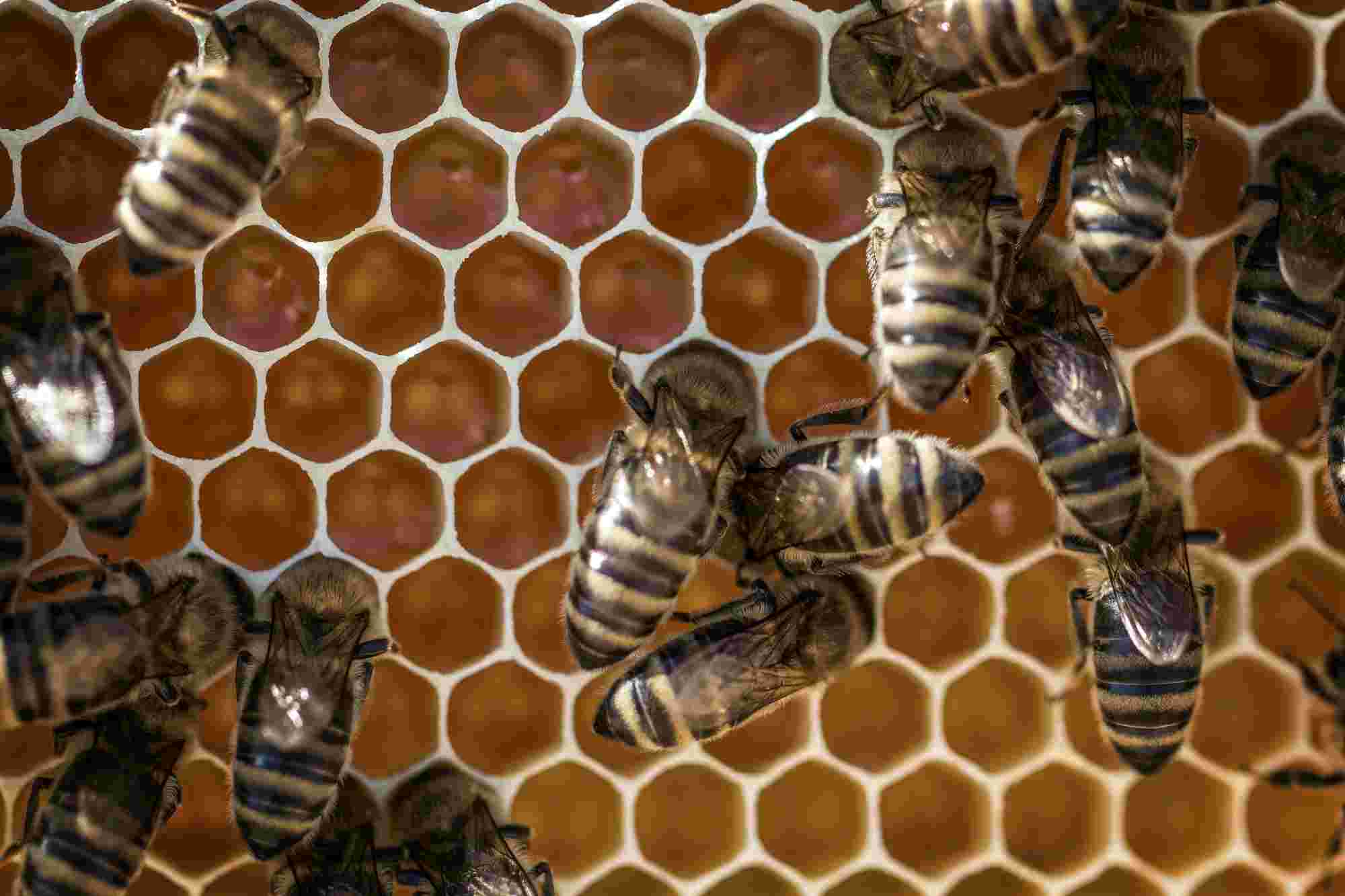 Honey Comb Hexagonal Shape