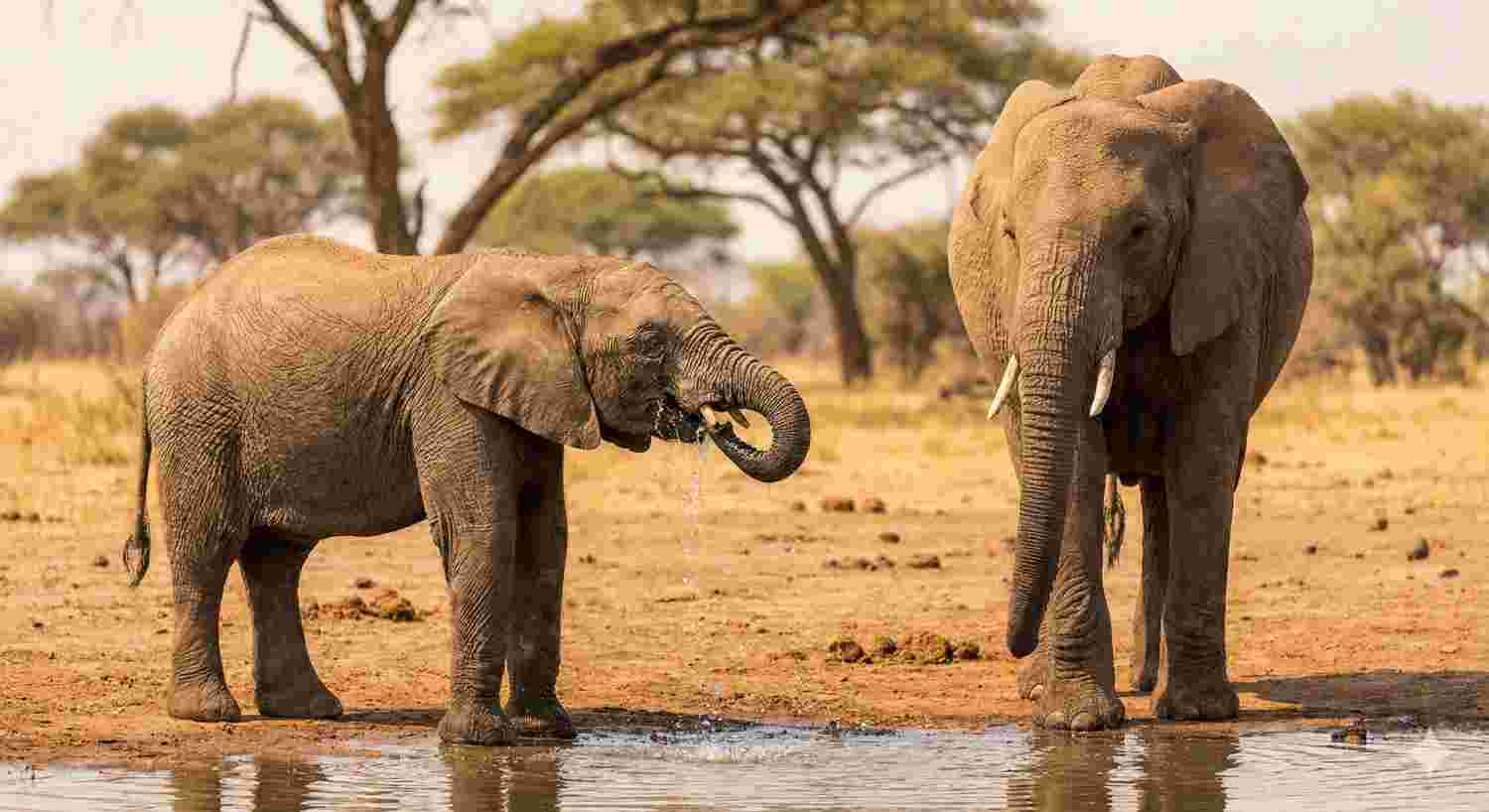 Why Baby Elephants Struggle With Their Trunk