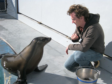 sea-lion-fake-knife-prank-expression