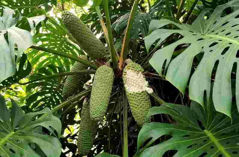 Monstera Deliciosa Fruit