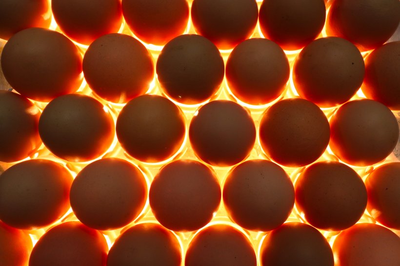 egg-candling-technique-identify-fertilized-egg-hindi