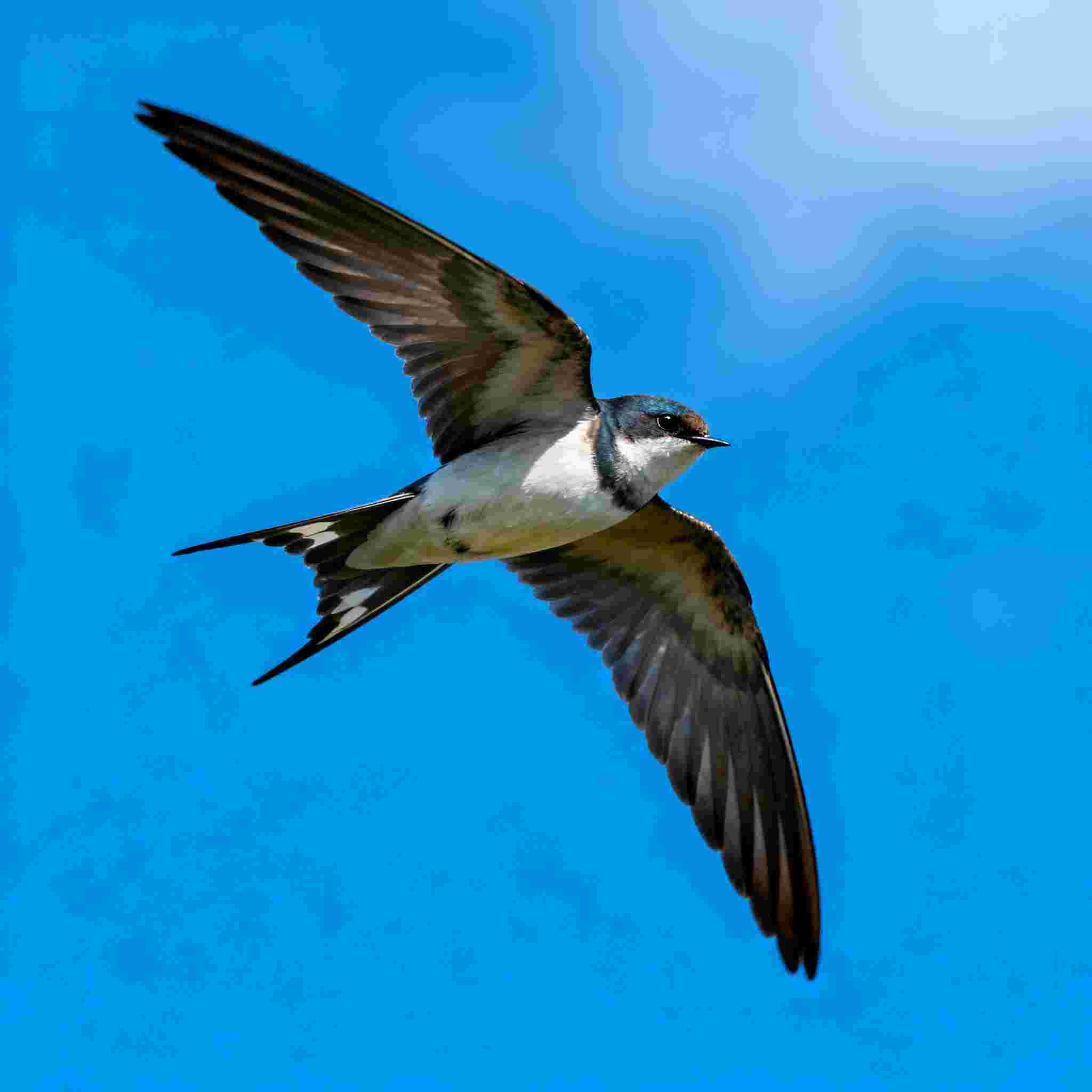 Common Swift Bird