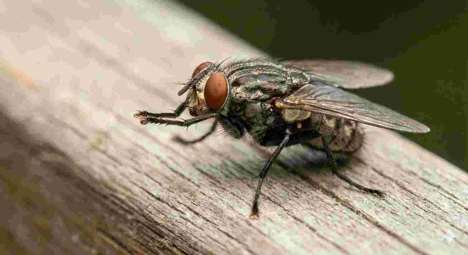 Why House Fly Rub Their Hands