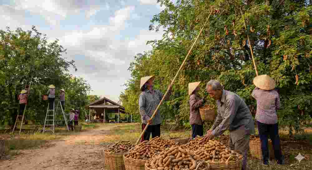 Tamarind Fruit Information