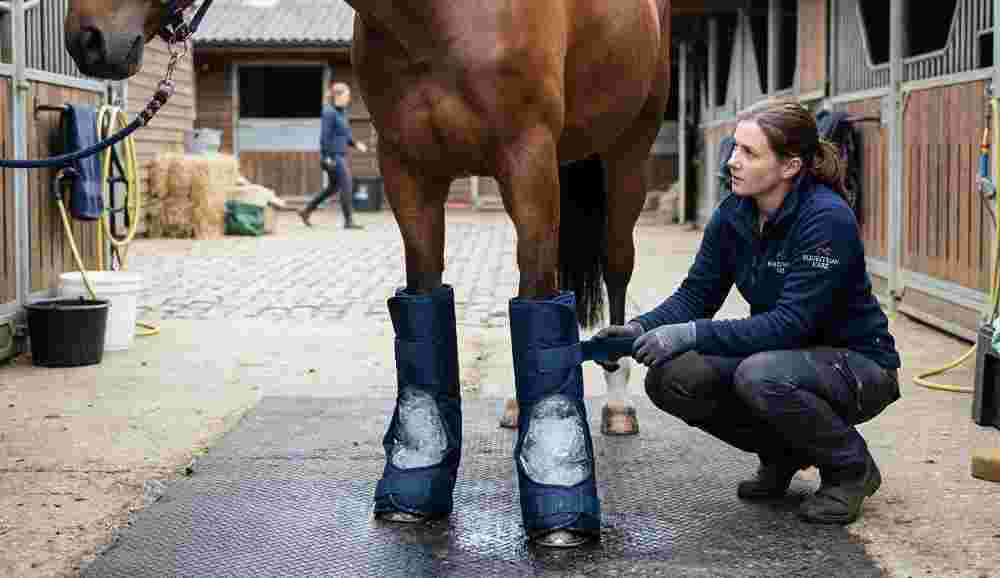 Horses Ice Therapy