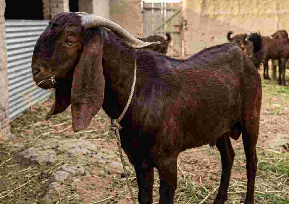 Pakistan Beetal Goat Breed