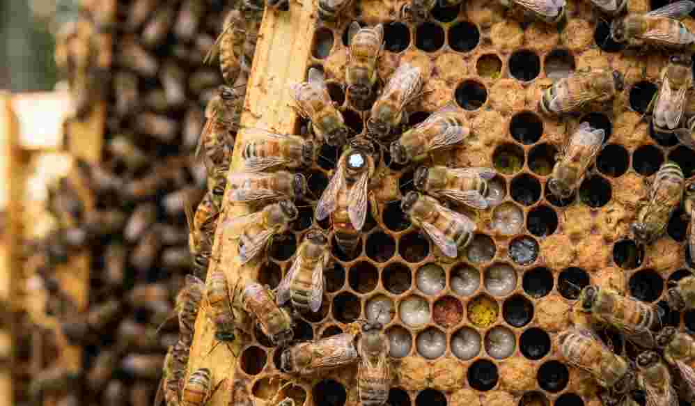 Queen Honey Bee Reproduction Mystery