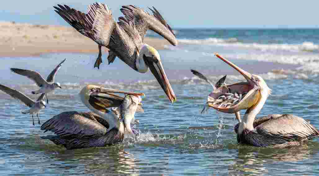 Pelican Bird Strange Hunting Behavior