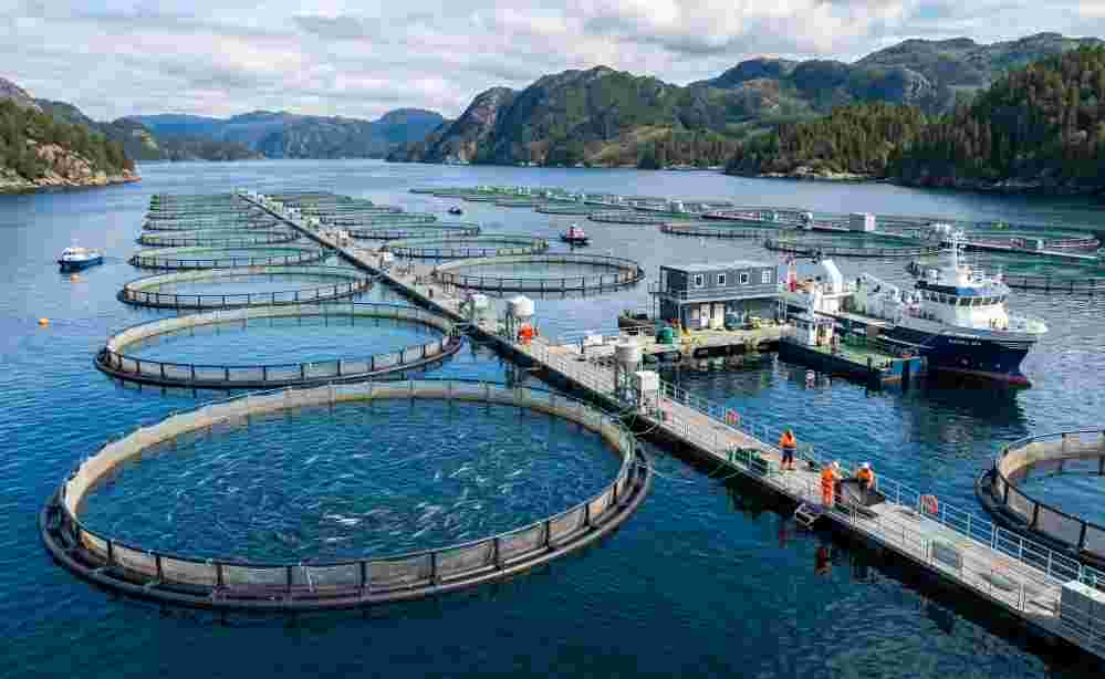Floating Fish Farm