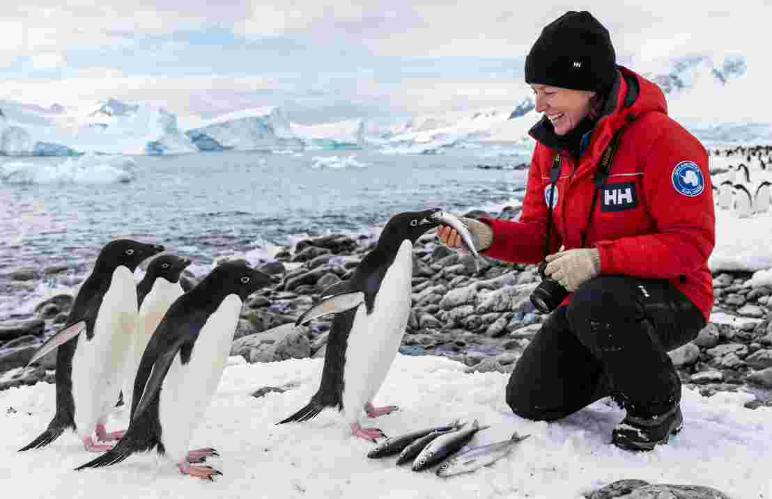 Penguins Thanked a Tourist with Fish