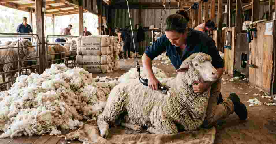 Merino Sheep Wool Trimming