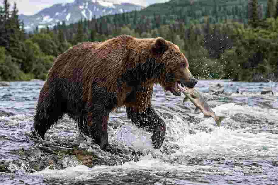 How Brown Bears Catch Salmon Fish