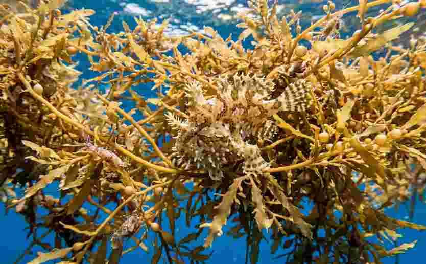 Sargassum Fish