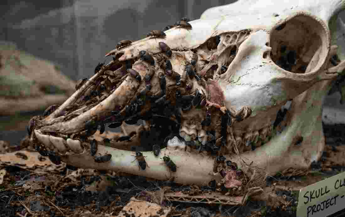 How Dermestid Beetles Clean Animal Skeletons