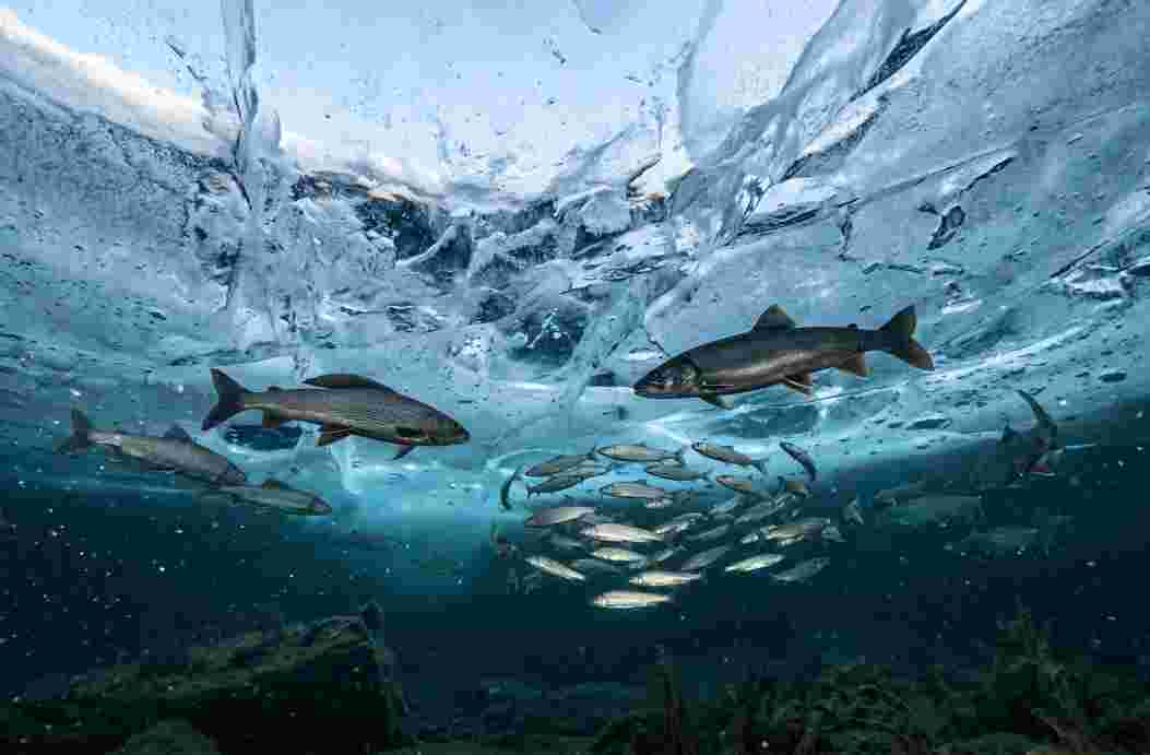 Fish Appear Under Frozen Ice Lake