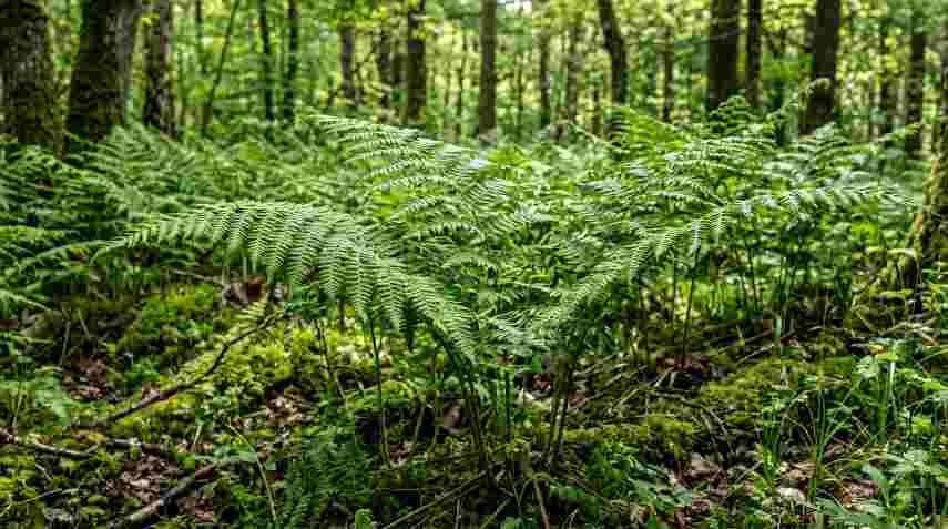 Bracken Fern