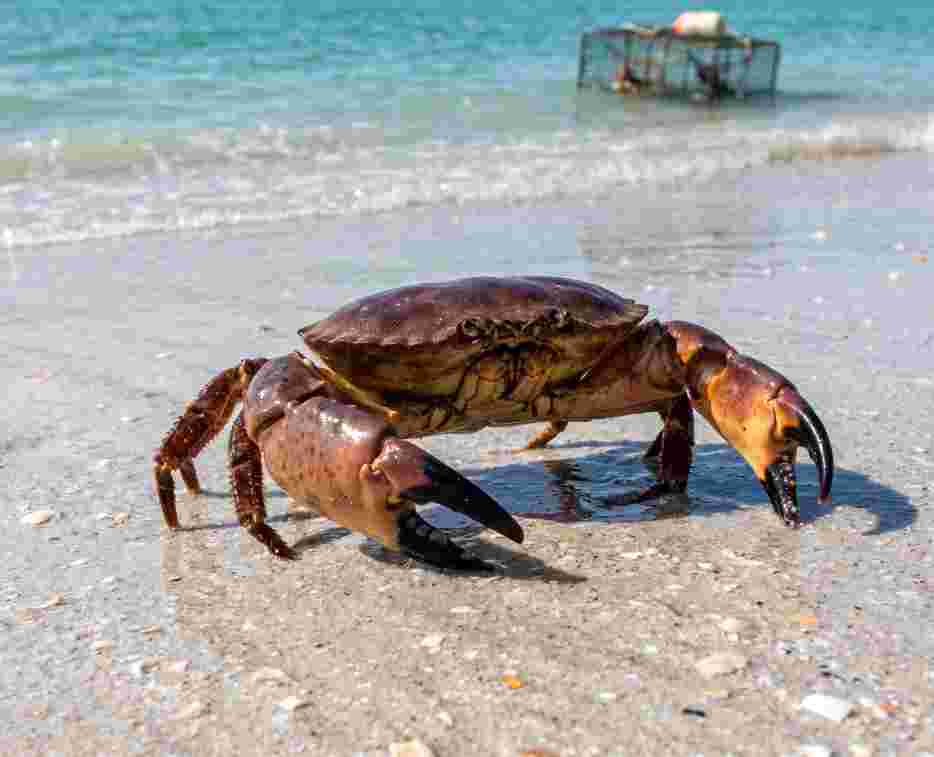 Florida Stone Crab