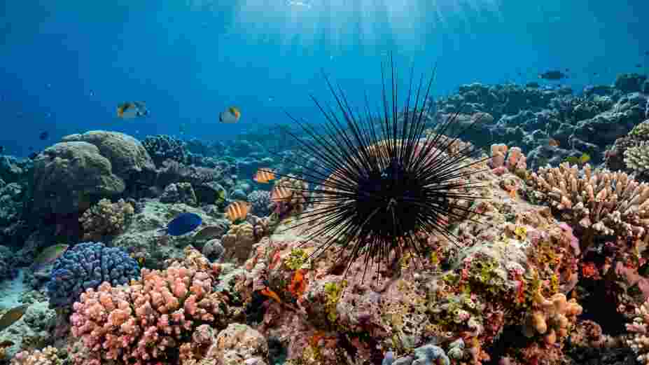 Sea Urchin