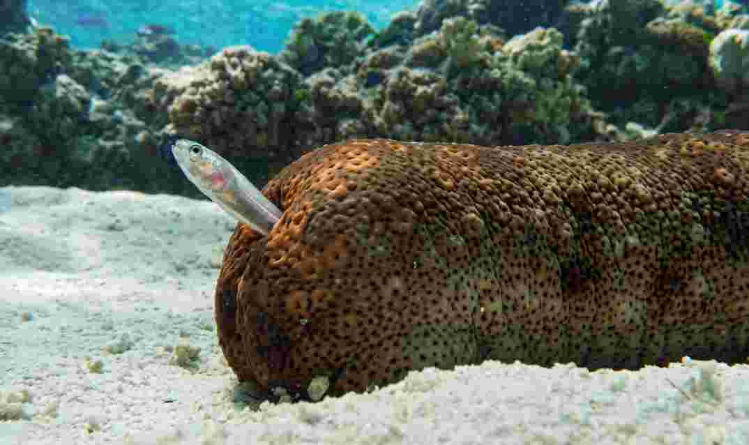 Pearlfish Lives Inside Sea Cucumber