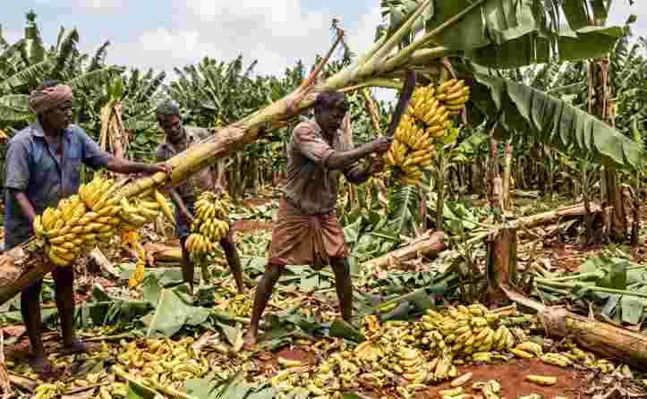 Farmers Destroy Banana