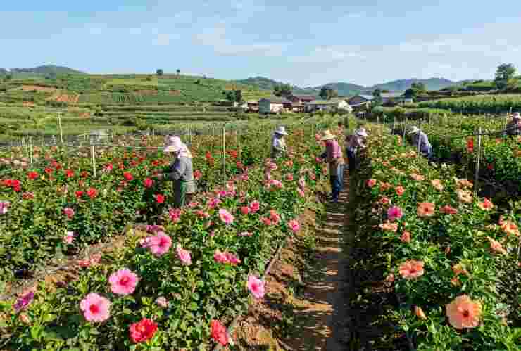 China Rose Farming Business