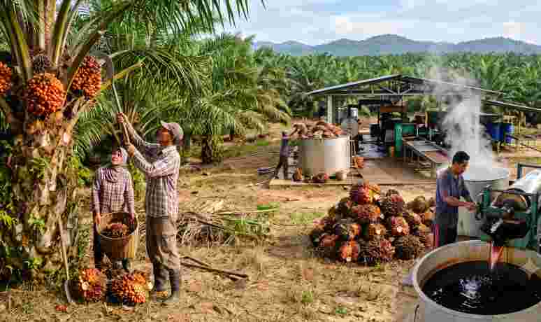 Palm Oil Making Process