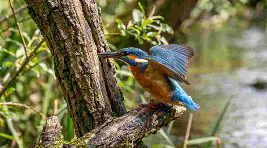 Kingfisher Bird
