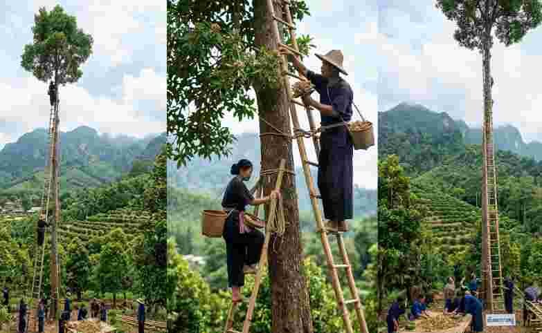 Clove Harvesting