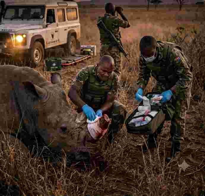 Rhino Horn
