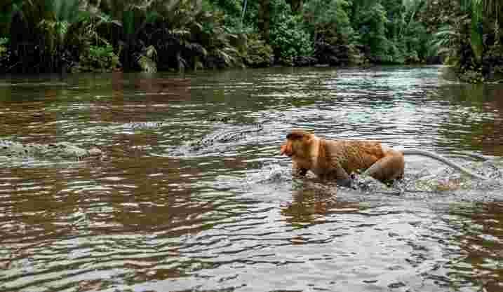 Proboscis Monkeys