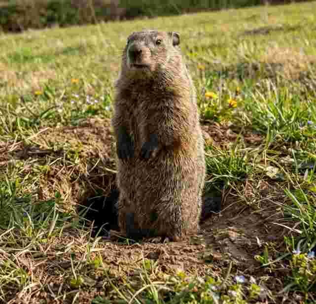 Groundhog